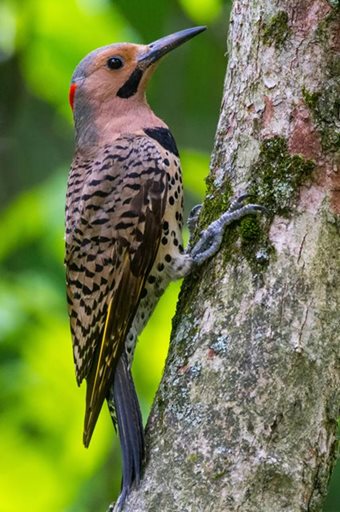 bird woody woodpecker